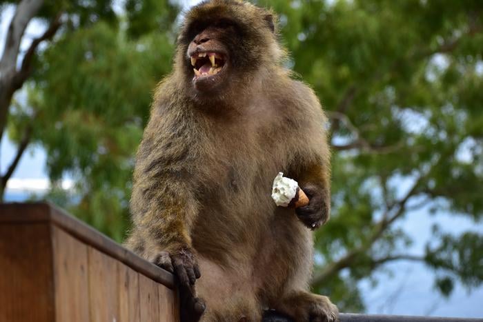 A Gibraltar macaque with an ice cream.