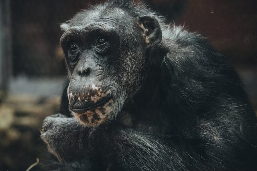 Chimpanzee Civil War Rewrites What We Know About Violence Chimpanzee Civil War Rewrites What We Know About Violence