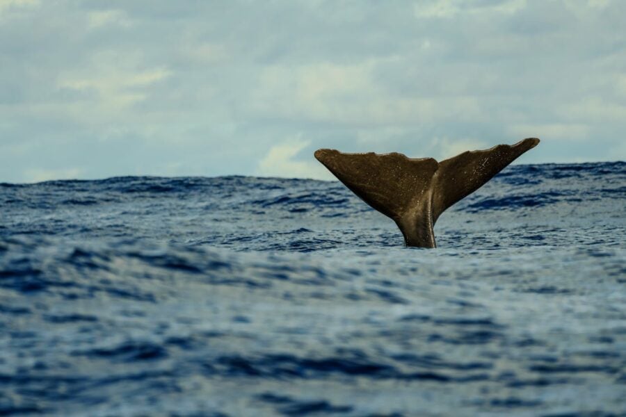 sperm whale tail
