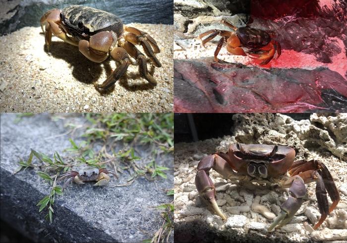Some of the true crab species included in the study 'Evolution of sideways locomotion in crabs'. Clockwise from top left: Two photographs of Tuerkayana hirtipes; Cardisoma carnifex (by Tsubasa Inoue); and Ocypode sinensis