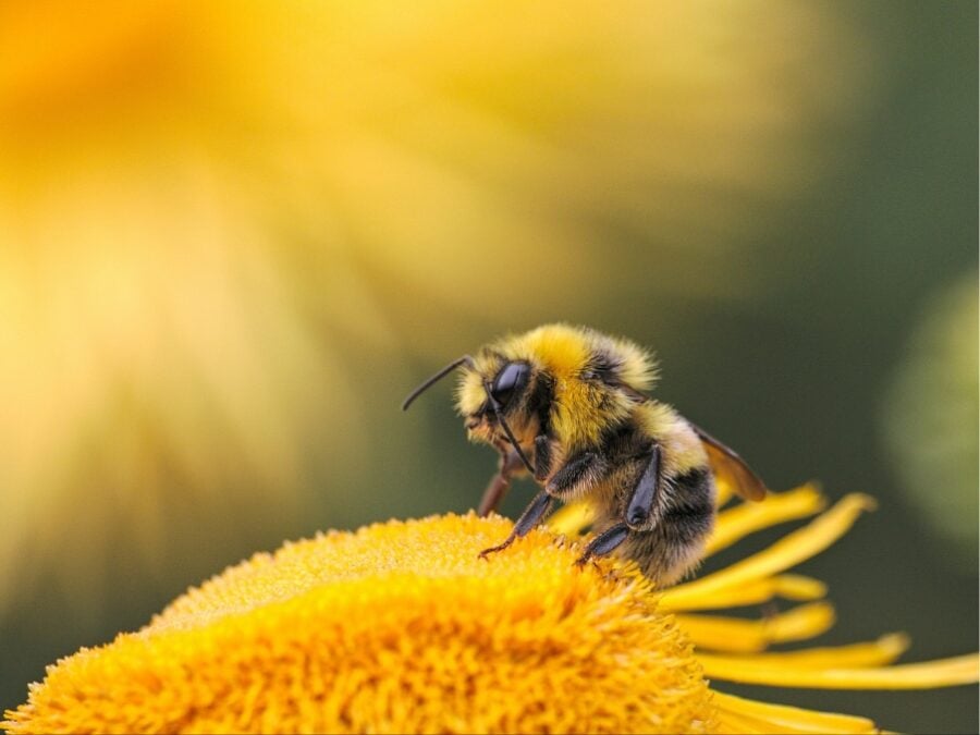Understanding larval fate is key to understanding social behavior in the insects, which rely on reproductive division of labor: Some females reproduce while others help, according to the researchers.