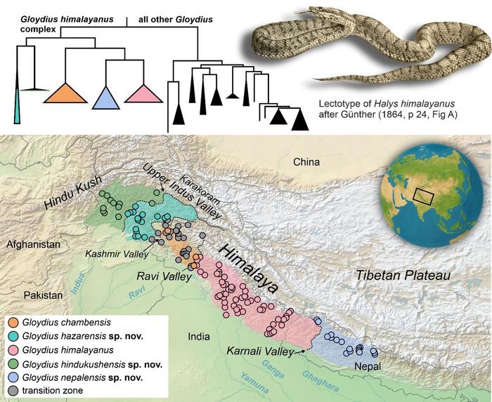 Phylogeny and distribution of five pit viper species in the Himalaya and Hindu Kush.