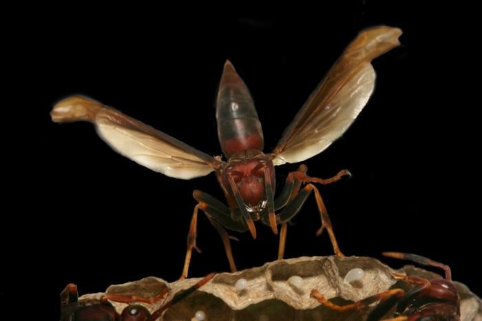 Polistes canadensis 2