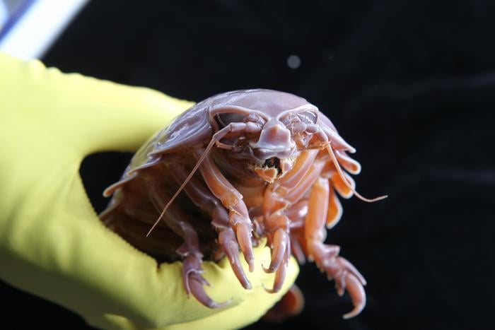 Deep-sea supergiant isopod