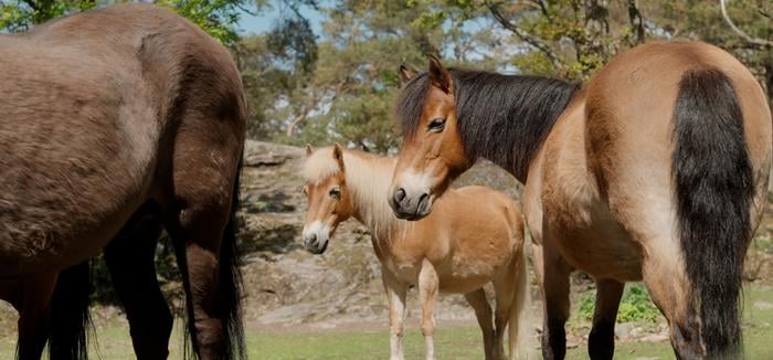 The Gotland ponies in the animal park Slottsskogen in Gothenburg have frequent and close contact with visitors to the Children’s Zoo. But this does not stress the horses in the slightest, according to new research from the University of Gothenburg.