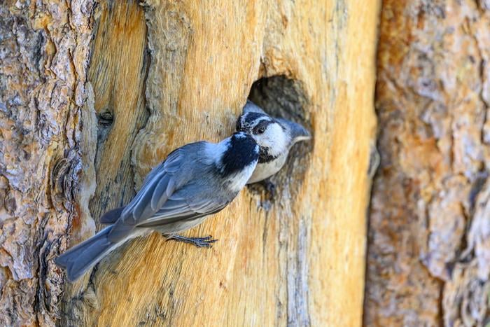 a social male chickadee feeding the female in a natural cavity nest