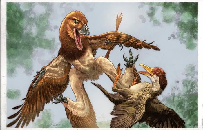 The new microraptor dinosaur Jian changmaensis (left) attacks the early bird Gansus yumenensis (right) in what is now the Changma Basin of northwestern China approximately 120 million years ago. Credits: illustration by Lewis LaRosa, colorized by Jão Canola.