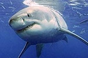 Stealh secrets of sharks revealed