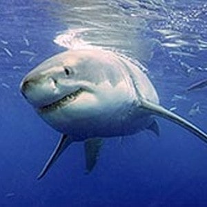 Stealh secrets of sharks revealed