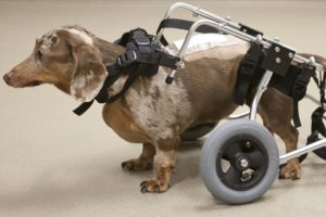 Saving Dogs with Spinal Cord Injuries
