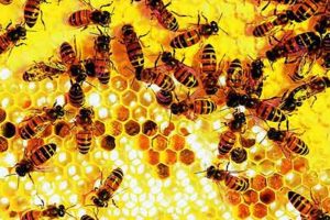 Nurse bees tending to brood in cells both open and capped with beeswax. Recent work at Washington University in St. Louis suggests that the division of labor in honeybee colonies is controlled by small segments of noncoding RNA called micro-RNAs, or miRNAs.