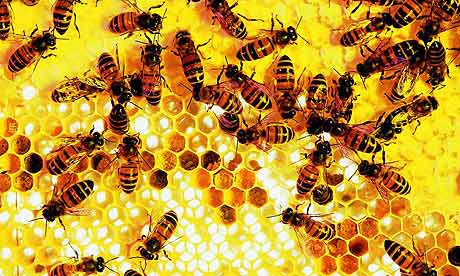 Nurse bees tending to brood in cells both open and capped with beeswax. Recent work at Washington University in St. Louis suggests that the division of labor in honeybee colonies is controlled by small segments of noncoding RNA called micro-RNAs, or miRNAs.