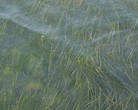 Seagrass in Virginia seaside bay.