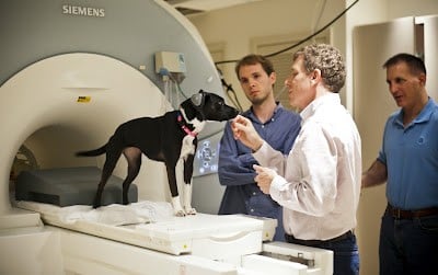 What is your dog thinking? Brain scans unleash canine secrets