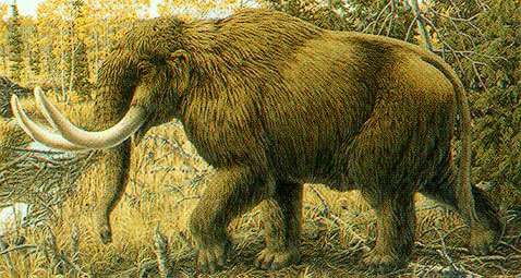 Mastodons, humans lived side-by-side