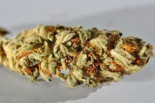 320px-Cannabis_macro
