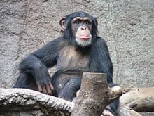 Metacognition: Chimps can think about thinking 