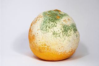 320px-Mouldy_Clementine