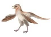 feathered_dinosaur