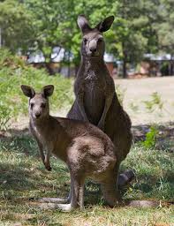 Kangaroos looking at camera