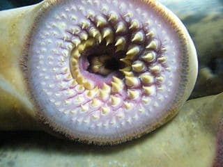 Some like it hot: The role of heat in sea lampreys&#8217; sex lives