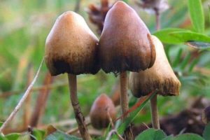 Psilocybe mushrooms