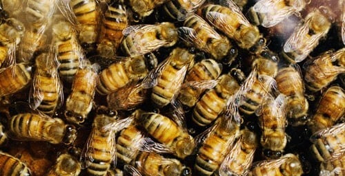 Single gene in bees separates queens from workers