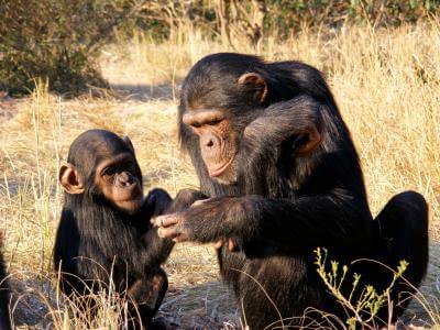 New space research to survey chimpanzee habitats