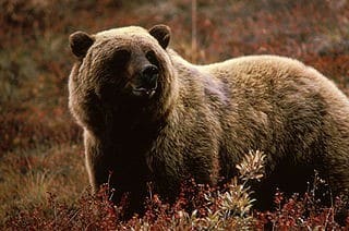 Climate change has silver lining for grizzlies