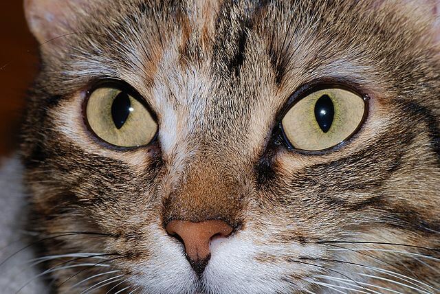 Cats may be the key to human HIV vaccine