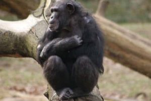 Chimpanzee Tushi (Copyright: Jorg Massen)