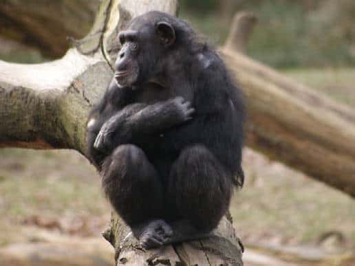 Chimpanzee Tushi (Copyright: Jorg Massen)