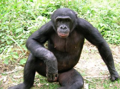 Four out of 6 great apes one step away from extinction &#8212; IUCN Red List