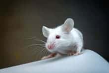 Mice can inherit learned sensitivity to a smell