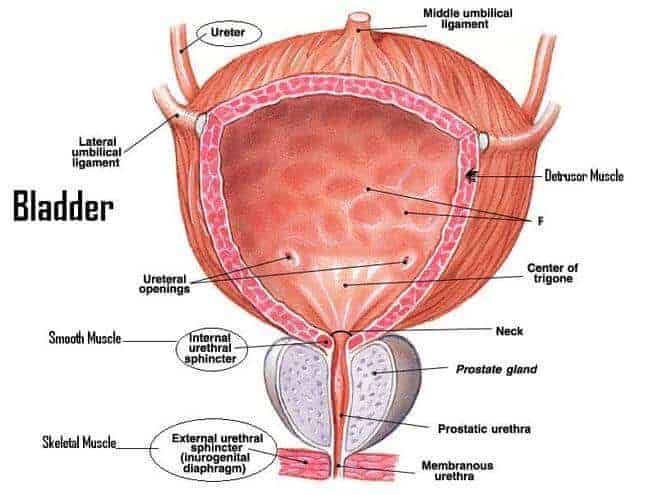 New Drug retrains Immune System To Fight Aggressive Bladder Cancer 