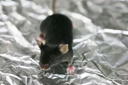 Disrupted sleep found to accelerate cancer growth in mice