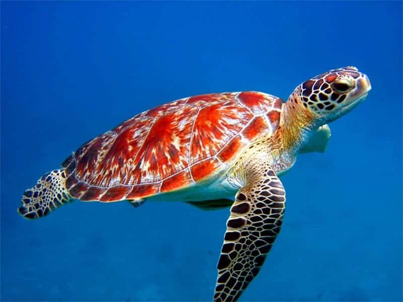 Sea turtles &#8216;lost years&#8217; mystery starts to unravel
