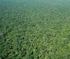 Amazon rainforest may be more resilient to deforestation than previously thought