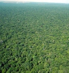 Amazon rainforest may be more resilient to deforestation than previously thought
