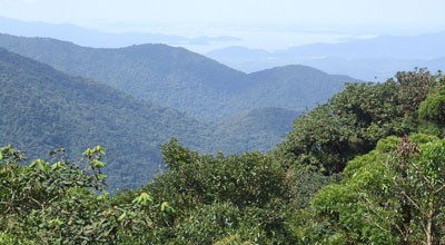 Tropical forests have large appetite for carbon dioxide