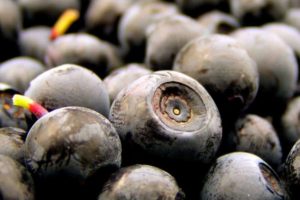 blueberries close up