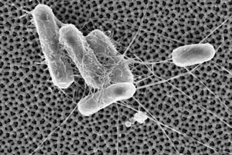 New tech application keeps bacteria from sticking to surfaces
