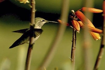 Wild hummingbirds see a broad range of colors humans can only imagine - ScienceBlog.com