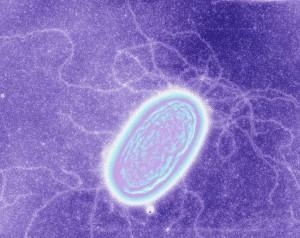 Experiment and theory unite at last in debate over microbial nanowires