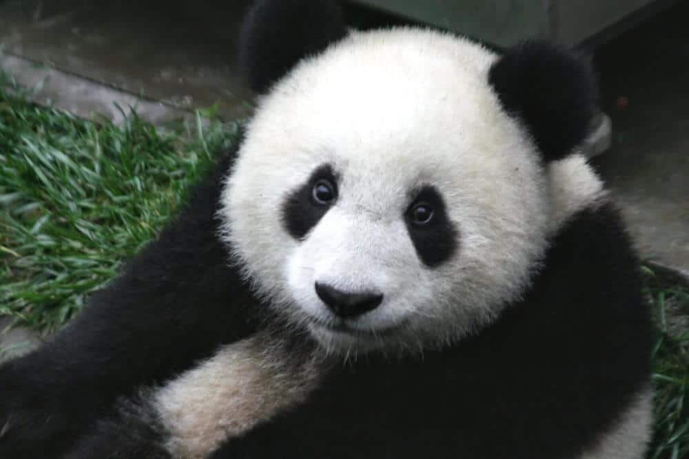 Extinction Risks Remain High for Wild Pandas