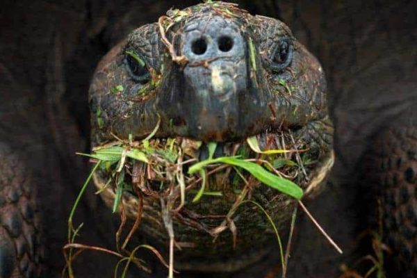 Live long and prosper: Study examines genetic gems in Galápagos giant tortoise genomes