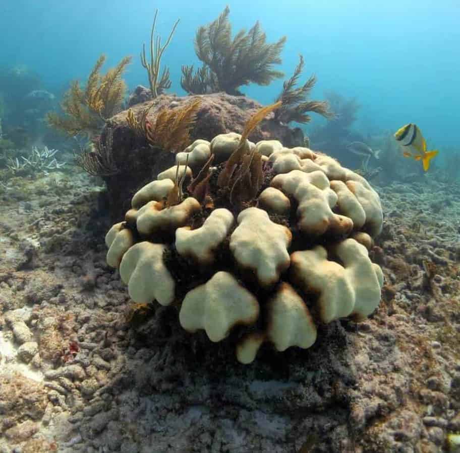 Invasive microbe protects corals from global warming, but at a cost ...