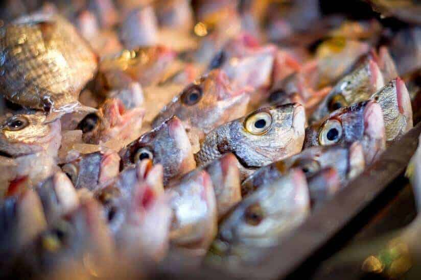 Something's literally fishy: Study finds fish smell makes us suspicious 
