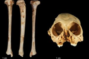 fossil primate