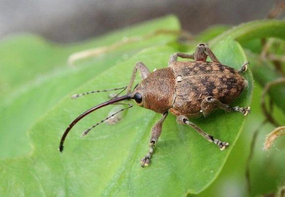 Bugs collected on rooftop for 18 years reveal climate change effects ...